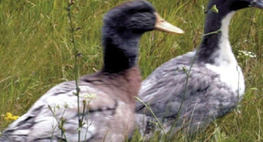 Chov kachen modré oblíbené doma