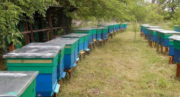 Vývoj včelařství v rusku a oblasti chovu hmyzu, plemena