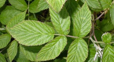 Recept na zavařování rajčat s malinovými listy na zimu ve sklenicích