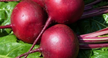 Recept na nakládání česneku s řepou na zimu