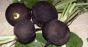 Recepty na moření a skladování polotovarů ředkviček na zimu