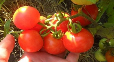 Recepty na přípravu nakládané cukety s rajčaty na zimu