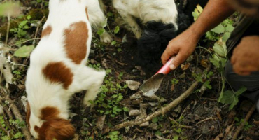 Oblasti pěstování lanýžů v rusku