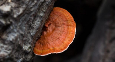 Reishi – houba, která uděluje nesmrtelnost