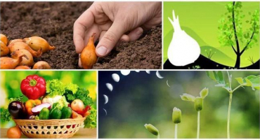 Doporučení pro zahrádkáře na rok 2022 podle lunárního osevního kalendáře