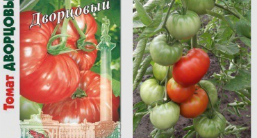 Doporučení pro pěstování rajčatového paláce