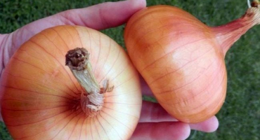 Cibule stuttgarter rizen