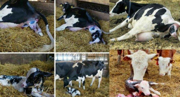 Porod a péče o mláďata dvojčat a jak pochopit, že budou dvojčata