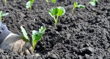 Průvodce pěstováním květáku – od setí po sklizeň