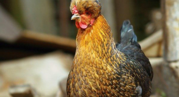 Ruské chocholaté kuře: popis plemene a tajemství chovu