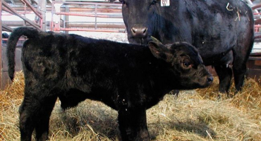 Ruské bezrohé plemeno krav a jeho znaky