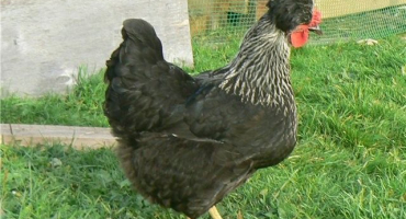 Ruská chocholatá kuřata