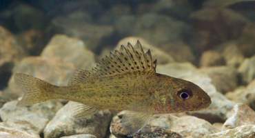 Rysy obecné: vlastnosti, životní styl, rybolov a chov