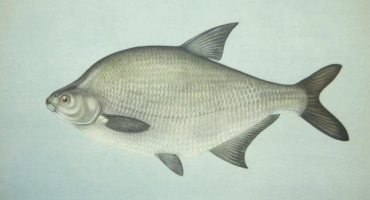 Cejn: podrobná charakteristika, rybolov a chov