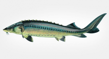 Jeseter ryby: odrůdy, stanoviště a pěstování