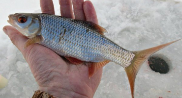 Plotice: rysy, tření, rybolov a chov