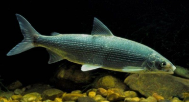 Ryba schokur (chir): jak vypadá, kde žije a co chytit?