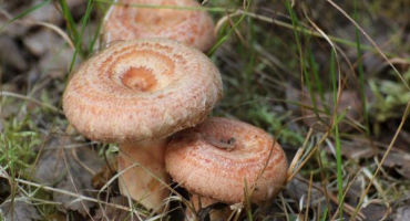 Ryzhiki - královské houby s jehličnatou dochutí