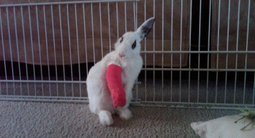 Jaké jsou případy úmrtí králíků??