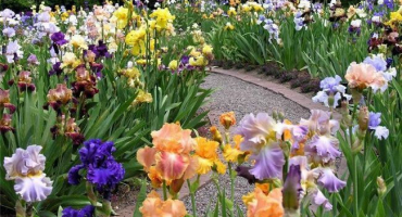 S jakými květinami na záhoně jsou kosatce kombinované, co vysadit dále