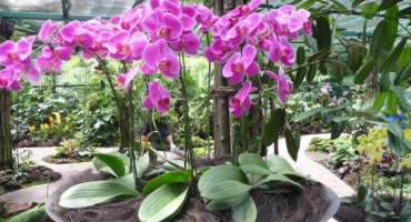 Zahradní orchideje - popis různých odrůd