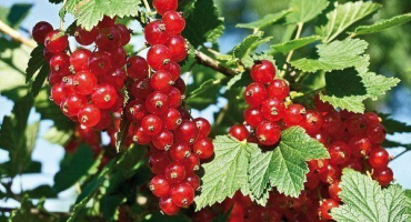 Cukr - přehled odrůdy červeného rybízu a pravidel pro jeho pěstování