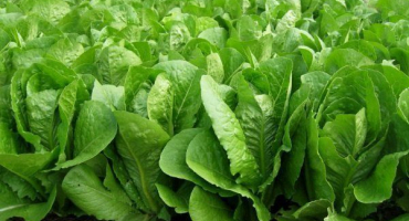 Římský salát: vlastnosti pěstování a péče