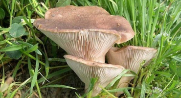 Nejneobvyklejší hlíva ústřičná je stepní