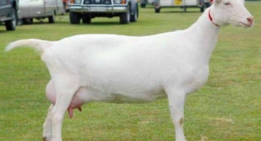 Nejlepší kozí plemena s vlastnostmi a fotografiemi