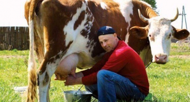 Nejlepší plemena dojnic