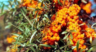 Nejlepší odrůdy rakytníku