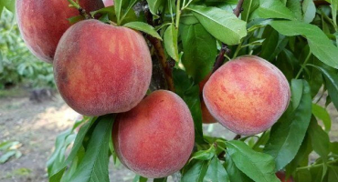 Nejlepší odrůdy broskví s fotografiemi a popisy