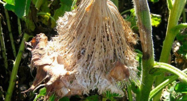 Nejnebezpečnější choroby a škůdci slunečnice