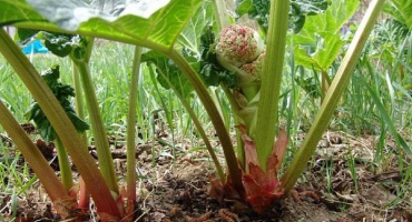 Nejoblíbenější odrůdy a druhy rebarbory, rozdíly a vlastnosti pěstování