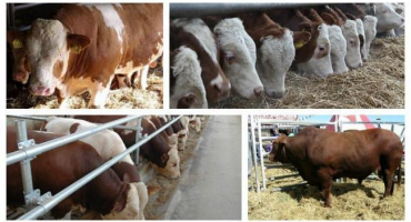 Nejúčinnější dieta pro výkrm gobies na maso doma