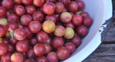 Nejchutnější a nejjednodušší recept na výrobu třešňového švestkového džemu na zimu