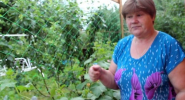 Rajčata sázíme do šneka podle metody yulia minyaeva