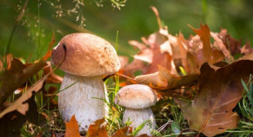 Sběr hub v čeljabinské oblasti pro rok 2022