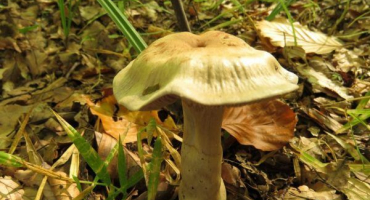 Sběr hub v leningradské oblasti v roce 2022