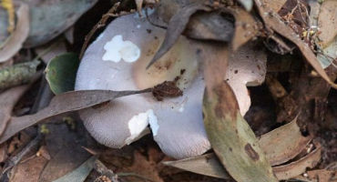 Sběr hub v regionu penza v roce 2022