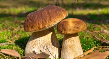 Sběr hub v saratovské oblasti v roce 2022