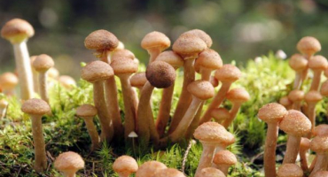 Sběr hub v oblasti sverdlovsk v roce 2022