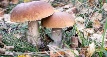 Sběr hub v oblasti vologda v roce 2022