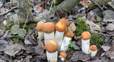 Sběr hub v regionu vladimir v roce 2022