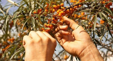 Sklizeň rakytníku: přehled zařízení a metod