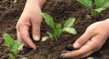 Tajemství a zemědělské techniky krok za krokem pro pěstování a péči o řepu na otevřeném poli