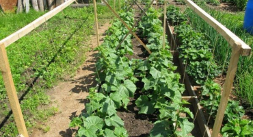 Tajemství pěstování, zemědělské techniky a péče o okurky na volném poli