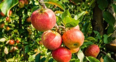 Tajemství pěstování jablečného šafránového pepinu - od výsadby po skladování