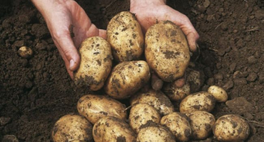 Tajemství vysokého výnosu brambor. Čtěte a dělejte