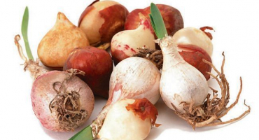 Semenné a vegetativní metody množení tulipánů, technologie a načasování